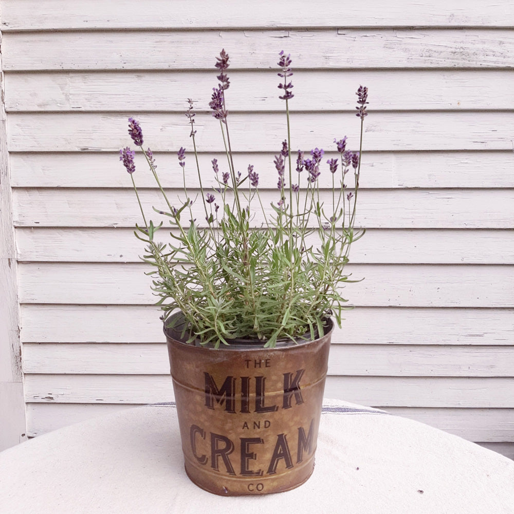 Milk and Cream Buckets, Set of Two
