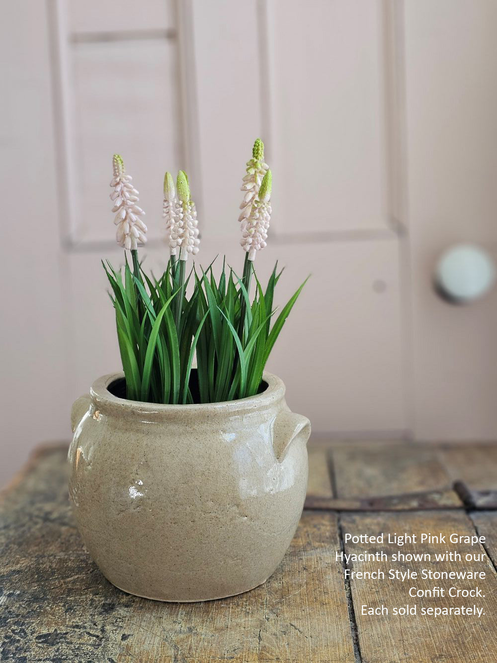 Potted Light Pink Grape Hyacinth Flowers