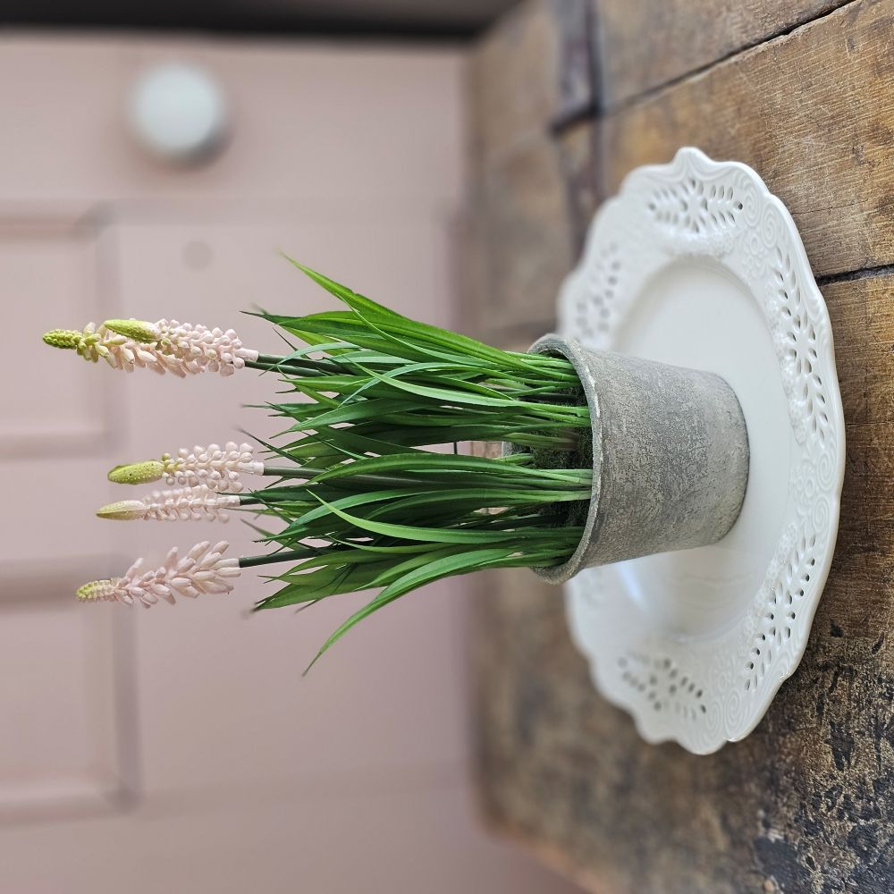 Potted Light Pink Grape Hyacinth Flowers