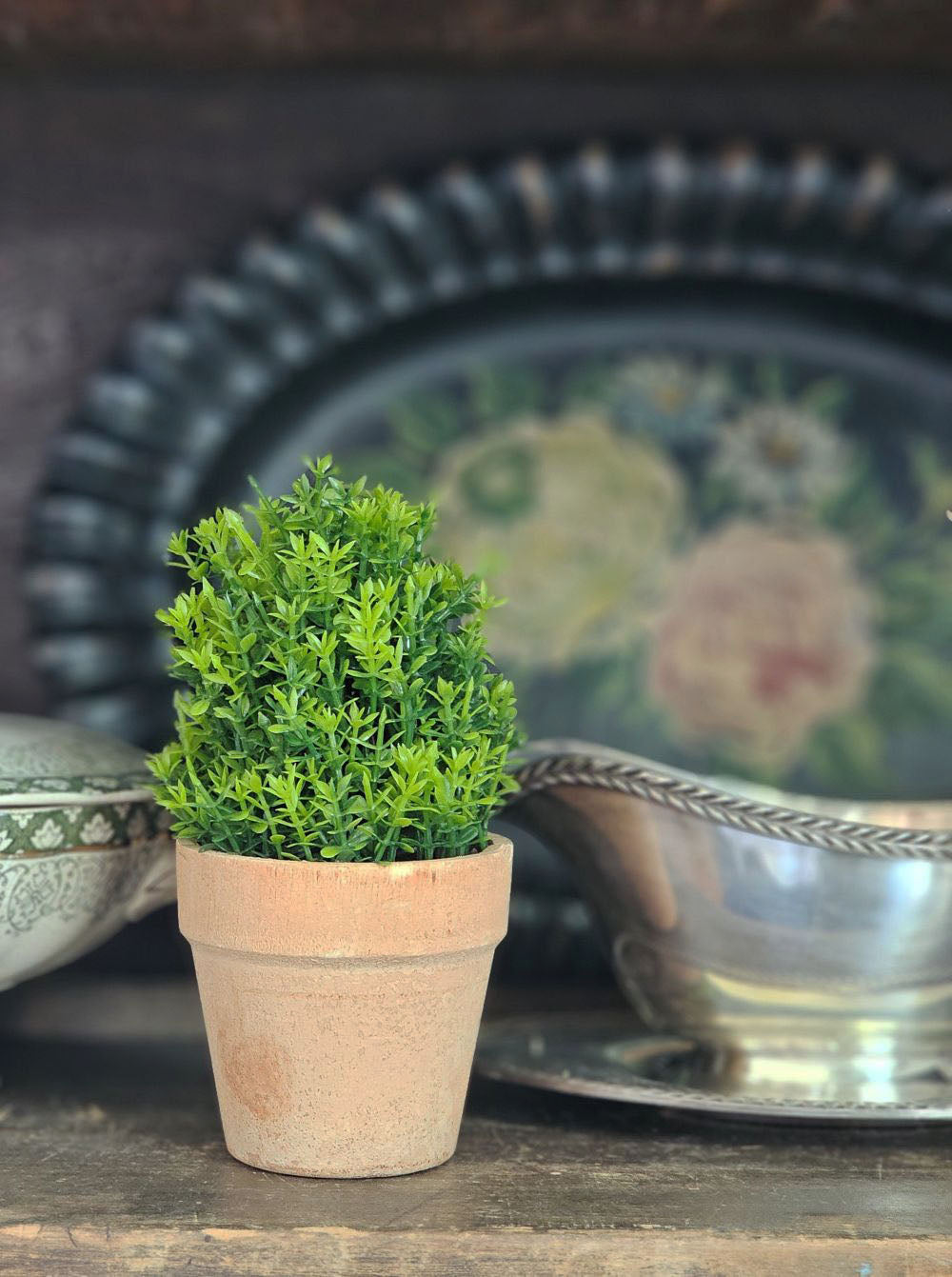 Potted Mini Boxwood