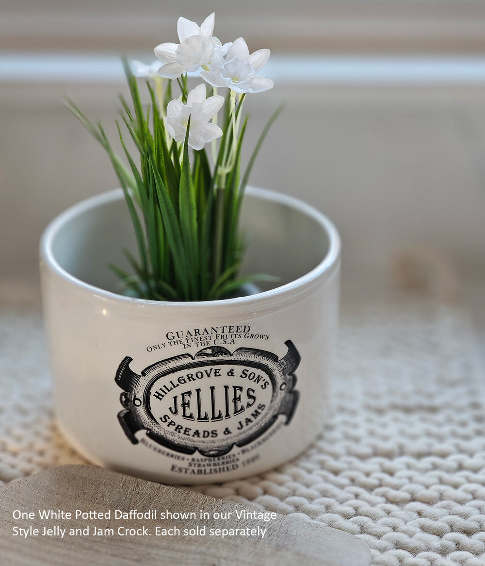 Potted White Daffodils