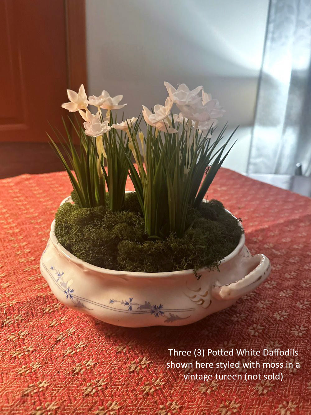 Potted White Daffodils